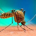 Reducing malaria could boost Africa’s economy by $126.9 billion- Report