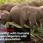 SPECIAL REPORT: How conflict with humans endangers Nigeria’s wild elephants